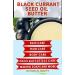 Botanical Beauty BLACK CURRANT SEED OIL BUTTER 100% Pure Natural VIRGIN UNREFINED Cold-Pressed for Face Skin Body Hair Lip Nails. Rich in Gamma-Linolenic Acid Vitamin E (4 Fl Oz) - Buy Online on GoSupps.com