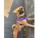 Bunty Tartan Small Dog Harness - Adjustable No Pull Puppy Harness for Small Dogs - Soft, Breathable, Anti-Pull - Red - Buy Online on GoSupps.com