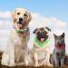 Buy Auauy LED Light Neck Band for Dogs & Cats - USB Rechargeable Adjustable Waterproof 4 Modes (Red) | Safe Silicone Collar for Pet Safety - Buy Online on GoSupps.com