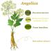 Angelica Root Essential Oil (100% Pure & Natural - Undiluted) - Perfect for Aromatherapy Relaxation Skin Therapy & More!15ml(0.49oz) - Buy Online on GoSupps.com
