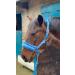 Equipride Horse Print Faux Lined Nylon Headcollars with Matching Lead Rope Baby Blue (Shetland) - Buy Online on GoSupps.com