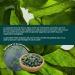 Spirulina BIO - 3000mg per day - 600 Tablets - Food Supplement Rich in Protein Antioxidants Iron and Phycocyanin - 100% Controlled Organic Agriculture - From Energy to Daily! - Buy Online on GoSupps.com