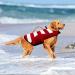 Dog Life Jacket - Pet Summer Swim Safety Vest for Small Medium Large Dogs - High Buoyancy & Handle - S Red - Buy Online on GoSupps.com