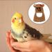 Balacoo Frog Pet Bird Hoodie - Christmas Parrot Costume Jumpsuit for Winter Warmth | Ideal for Parakeet, Cockatiel, Conure, Cockatoo | Brown S - Buy Online on GoSupps.com