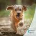 Animal Supply Worm Herb Capsules for Dogs - 50 Natural Tablets - Herbal Worm Treatment & Worming Agent - Buy Online on GoSupps.com