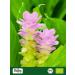 Buy Biojoy ORGANIC Turmeric Powder 250g - Premium Ground Curcuma Longa for Health & Wellness - Buy Online on GoSupps.com