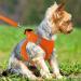 Joyal Dog Harness for Small Dogs | Reflective Soft Padded Air-Mesh for Puppies | Orange S-Breast (38-42cm) - Buy Online on GoSupps.com