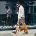 Buy Moyouno Retractable Dog Leash with Feces Bag Holder - Durable Automatic & Perfect for Dog Training | International Shipping Available - Buy Online on GoSupps.com