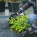 Yardwe 3 Sets Plants for Outside Plant Trellis for Climbing Plants Outdoor Scaffolding Pergola Rose - Buy Online on GoSupps.com