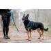 Chaba Guard Dog Harness for Small Dogs | Anti-Choke & Adjustable Light Control Harness - Perfect for Running & Comfort - Buy Online on GoSupps.com