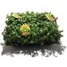 Buy Golliwoog (Callisia Repens) - 8 Pack Feed Plant for Bearded Dragons Birds & Guinea Pigs | International Shipping Available - Buy Online on GoSupps.com