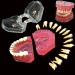 Dental Soft Gum Standad Typodont Study Model with 28 Removable Teeth & Cheeks - Ultimate Dental Training Tool - Buy Online on GoSupps.com