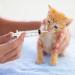 VILLCASE Bird Feeding Syringe Set Baby Birds Syringe Feeder Parrot Feeding Syringe Tube Measuring Syringe Tools for Feeding Pets Scientific Industrial Labs - Buy Online on GoSupps.com
