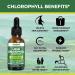 Chlorophyll Liquid Drops - Natural Energy Booster & Immune Support - Internal Deodorant & Detox - Fast Absorption - Vegan & Non-GMO - 120 Servings - 6000MG - Buy Online on GoSupps.com