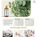 HEYTREE Eucalyptus Essential Oil 100ml - Natural Aromatherapy Oil for Shower and Bath - Strong Refreshing Scent for Diffusers - 1 Pack - Buy Online on GoSupps.com