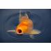 Sera 07125 Koi Royal Nature 1000 ml - Premium Koi Feed (6 mm) for Healthy Koi | No Color & Preservatives | Ideal for Koi Over 25 cm - Buy Online on GoSupps.com