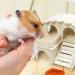 Amjkeji 2-Piece DIY Wooden Hamster Toys & Accessories | Hamster House & Cake Player for Dwarf Hamsters & Chinchillas - Buy Online on GoSupps.com