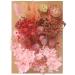 Lyra's Natural Pressed Flowers - Colorful Real Dried Flowers for Crafts & DIY - Pink - Buy Online on GoSupps.com