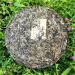 HELLOYOUNG 357g de th Pu-erh ancien biologique naturel chinois Enrichi en menthe indienne il offre un go t frais et rafra chissant - Buy Online on GoSupps.com