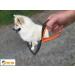Premium Dog Leash for Large Dogs | Best Orange-Grey Leash for Your Best Friend - Shop Now! - Buy Online on GoSupps.com