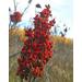 Aksoy Premium Ground Sumac 2KG - 2x1KG | 2.0 Kilograms - High Quality Spice for Cooking - Buy Online on GoSupps.com