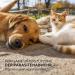 AniForte Mite-Stop Powder for Dogs Cats & Small Animals - 50g | Natural Defense Against Insects Parasites & Mites - Chemical-Free Solution - Buy Online on GoSupps.com