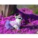 Yekeyi Spring Summer Princess Pet Dress for Rabbits Dogs & Cats - Cute Violet Tutu Costume for Bunnies - XS Flower Decor - Buy Online on GoSupps.com