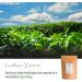 Wild Lushan Yunwu Green Tea - April Wind A Fog-clouded Chinese Tea 100g - Buy Online on GoSupps.com