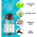 Organic Veda Gotukola Bacopa Capsules Brain Support Supplement for Focus Cognitive Clarity & Energy 120 Veggie Capsules - Buy Online on GoSupps.com