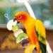 3 Pcs Parrot Feeder Stainless Steel Parrot Basket Bird Foraging Toy Include 2 Pcs Food Basket and a Fruit Fork Bird Fruit Holder Skewer Feeding Bird Cage Device for Parrot Birds - Buy Online on GoSupps.com