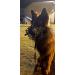 Professional Dingo Gear Rubberized Metal Muzzle for Malinois - Comfortable & Durable for Long Walks | Universal Fit S03047 - Buy Online on GoSupps.com