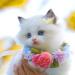 Hayaww 5 PCs Dog & Cat Hair Clips - Yellow Pet Accessories for Small Dogs & Puppies - Stylish Hair Needles & Loops - Buy Online on GoSupps.com