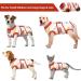 Kuoser Dog Body After Surgery - Breathable Protection for Male & Female Dogs and Cats - Post-Op Leakage Prevention - Alternative to Protective Collars - XS Size Available - Buy Online on GoSupps.com