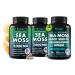 Sea Moss Bundle Wildcrafted Irish Sea Moss Capsules with Burdock Root Bladderwrack Muira Puama + Seamoss Black Seed Oil Ashwagandha & Ginger 360 Vegan Capsules