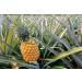 Dried Diced Pineapple 1lb - Sweetened & Unsulfured - Kosher - Bulk Pack of 1 - Buy Online on GoSupps.com