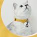 Whoseid QR Code Cat Collar - Modifiable Silicone Pet ID with Emergency Contacts for Medium to Large Breeds - Black Rose Blue - Buy Online on GoSupps.com