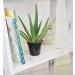 Live Aloe Vera Succulent Plant in 3.5 Inch Pot by Plants for Pets - Indoor House Plant - Buy Online on GoSupps.com