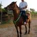 Shop Dowoa LED Horse Harness - Robust Safety Equipment for Best Visibility & Comfort (Blue-2) - Buy Online on GoSupps.com