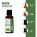 Buy 100% Pure Catnip Oil 15 ML | Natural & Undiluted Nepeta Cataria Essential Oil for Cats - Buy Online on GoSupps.com