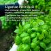 Seggiano Raw Basil Pesto 200g - Vegan, GMO- Free, Gluten-Free, Wheat-Free, Raw, Suitable for Coeliacs - Sicilian Specialty, Perfect for Pasta - Buy Online on GoSupps.com