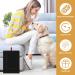Wooden Dog Nail File Board with Snack Box - Puppy Nail Grinding Pad Alternative to Clippers & Grinders - Buy Online on GoSupps.com