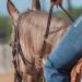 Martin Saddlery Latigo Braided 5-Strand Roping Rein - 3/4 Thick with Buckle Snap Ends - Buy Online on GoSupps.com