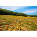 Buy Styrian Pumpkin Seeds | Raw Food Quality Peeled & Hand-Picked | 400g - International Shipping Available - Buy Online on GoSupps.com