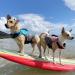 Vivaglory Sports Style Life Jacket for Small Dogs - Excellent Buoyancy Adjustable & Durable with Safe Fastening System - Blue S (48-58 cm Chest) - Buy Online on GoSupps.com