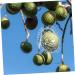 KONTONTY Fruit Shaper Vegetable Shaped Growth Fruitful to Play with Vegetable Fruit Shaping - Buy Online on GoSupps.com