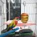 Houdao Stainless Steel Budgie Food Holders - 2 Pieces Hanging Fruit Holder for Budgies Parakeets & Canaries - Buy Online on GoSupps.com