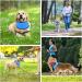 Bimhayuu Pet Cooling Dog Collars & Neckerchiefs Breathable Heat Discharge for Summer Comfort (M) - Buy Online on GoSupps.com