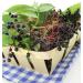Health Embassy Elderberry Dried Fruit (Sambucus nigra L) 50g - Pack of 1 - Buy Online on GoSupps.com