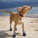Reestboo Dog Shoes - Waterproof Anti-Slip Paw Protection Boots for Small Dogs | Reflective Straps & Velcro Fasteners | Ideal for Snow & Rain (Black Size S) - Buy Online on GoSupps.com