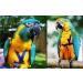 Aviator Bird Harness & Leash - Made in America | Size L - Perfect for Parrots & Flight-Ready Birds - Buy Online on GoSupps.com